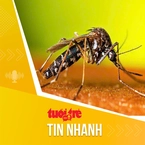 Tin tức sáng 19-12: Hơn 2.200 ca sốt xuất huyết, gần 1.300 ca tay chân miệng trong một tuần ở TP.HCM