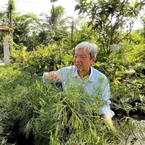 Gặp thầy giáo ở Cần Thơ hồi sinh loài cây thuỷ tùng quý hiếm bên bờ tuyệt chủng