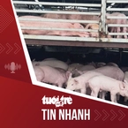 Tin tức tối 31-7: Xe tải chở 97 con heo nhiễm dịch tả heo châu Phi từ Lâm Đồng qua Đắk Lắk