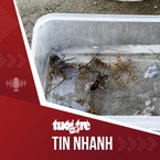 Tin tức tối 21-1: Săn tôm hùm giống, ngư dân kiếm bộn tiền