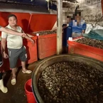 Lời khai của chủ cơ sở ngâm 3.000 tấn ốc bươu với hóa chất công nghiệp ở TP.HCM