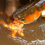 13 người nhập viện nghi ngộ độc sau khi ăn trứng cá rồng ở Thanh Hóa