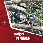 Tin tức tối 11-3: Cây xanh bật gốc đè trúng 2 người đi xe máy