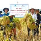 Giống 'nếp tiến vua' vừa được phục hồi thành công có gì đặc biệt?