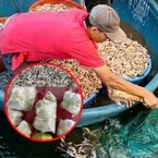 Đất đèn là gì mà khiến cả hồ tôm ở Quảng Trị chết sạch chỉ sau thời gian ngắn?