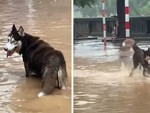 Chó Husky nhảy tung tăng trong nước lũ, vui đùa như đứa trẻ tắm mưa