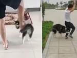 Chú chó Husky 'trả thù' sen vì ngày nhỏ dám bắt nạt