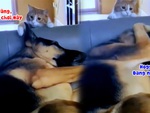 Mèo lém lỉnh trêu chọc chú chó đang ngủ say