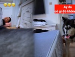 Chú chó trộm tiền của chủ bị bắt quả tang