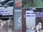 Chú chó đánh nhau với bóng mình trong gương