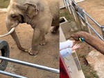 Chú voi trả lại dép cho du khách đánh rơi