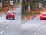 Nam thanh niên hoảng hồn vì bị báo hoa mai đốn ngã