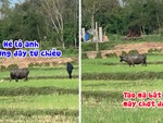 'Đố anh bắt được em' phiên bản con cò