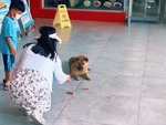 Chú chó hờn dỗi khi người đi đường cho ăn không tử tế