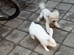 Cao thủ thỏ đánh chó, mèo chạy trối chết