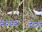 Chú chó đáng đồng tiền bát gạo, biết phụ giúp chủ làm việc