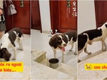 Cô chủ xách dép rón rén ra ngoài vì sợ chó cưng theo