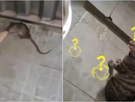 Mèo đứng nhìn chuột tấn công cô chủ