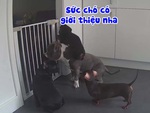 Chú chó làm bệ đỡ cho đồng bọn tẩu thoát