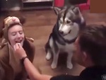 Chàng trai nhanh trí nhờ bạn gái làm mẫu để huấn luyện Husky