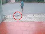 Chú chó giả vờ què chân để đòi sen mua xúc xích