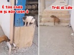 Mèo ngơ ngác vì bị chó ăn vạ