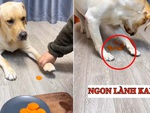 Chú chó thông minh lén chủ giấu thức ăn