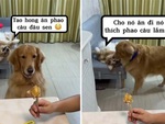 Chú chó lươn lẹo dụ bạn ăn phao câu gà