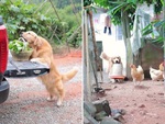 Chú chó thông minh biết phụ giúp chủ làm công việc nhà
