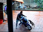 Video hài nhất tuần qua: Chàng trai hú hồn với 'chó nhà anh ngoan lắm'