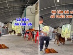 Chú chó lươn lẹo đổ thừa đồng bọn cắn chết gà