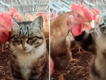 Mèo nổi quạu khi bị gà mổ