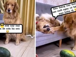 Chú chó bất mãn với cô chủ thích ra vẻ