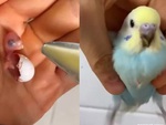 Quá trình hồi sinh thần kỳ của chú vẹt Yến Phụng mới nở