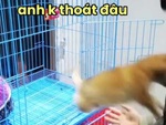 Chú chó đòi chàng trai mua mình về nuôi