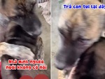 Chó mẹ một mực bảo vệ con khi sen mang đi cho