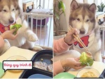 Chú chó bắt sen quấn thịt với rau rồi chấm muối mới chịu ăn