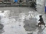 Chú chó bay vọt qua hàng rào vì nền sân xi măng trơn trượt