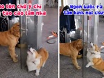 Corgi và Golden đấu võ mồm bên cửa kính