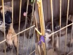 Chú chó bị đồng bọn xô ngã dập mông