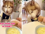 Chú chó khó tính đòi ăn mì phải có gia vị