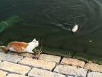 Cần thủ ngơ ngác vì câu được con cá bị mèo cướp mất