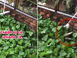 Chàng trai dùng điện thoại mở tiếng vịt kêu để câu cá lóc
