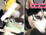 Chú chó khóc nức nở vì bị mèo tát