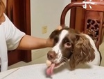 Chú chó lươn lẹo ăn trộm cá viên chiên bất thành