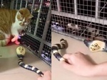Mèo tát bay đầu rắn hổ mang nhựa khi bị sen hù
