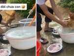 Gà mái hồn bay phách lạc vì tưởng bị ông chủ cho lên thớt