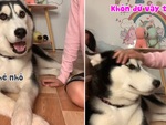 Cô chủ phát hoảng với chó cưng biết nói