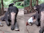 Cậu bé lễ phép được chú voi cưng chiều