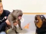 Chú chó lên mặt với đồng bọn vì được chủ chống lưng
